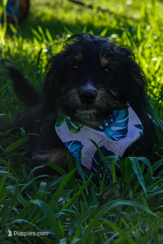 Kojack – Aussiedoodle, Miniature Aussiedoodle puppy for sale in Crowley, TX