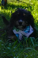 Kojack, a male Aussiedoodle and Miniature Aussiedoodle for sale in Crowley, TX – 1 of 9