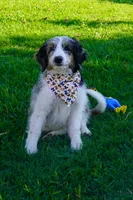 Roger, a male Aussiedoodle and Miniature Aussiedoodle for sale in Crowley, TX – 4 of 8