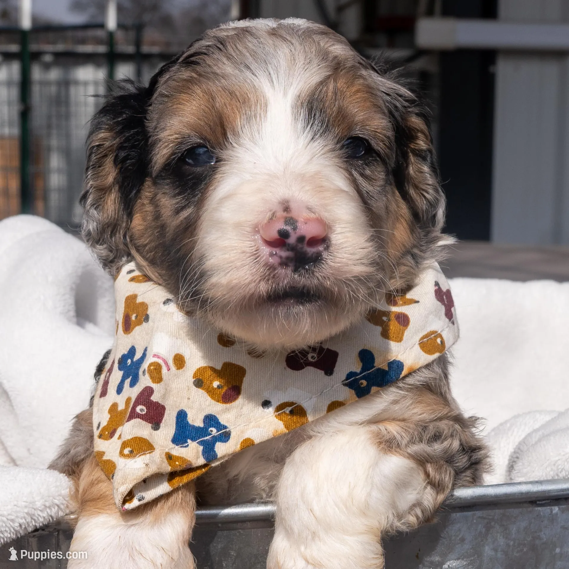 Banjo, a male Aussiedoodle and Miniature Aussiedoodle for sale in Crowley, TX – Photo 2 of 2