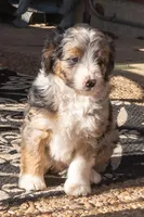 Banjo, a male Aussiedoodle and Miniature Aussiedoodle for sale in Crowley, TX – Photo 6 of 9