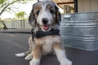 Banjo, a male Aussiedoodle and Miniature Aussiedoodle for sale in Crowley, TX – Photo 3 of 9