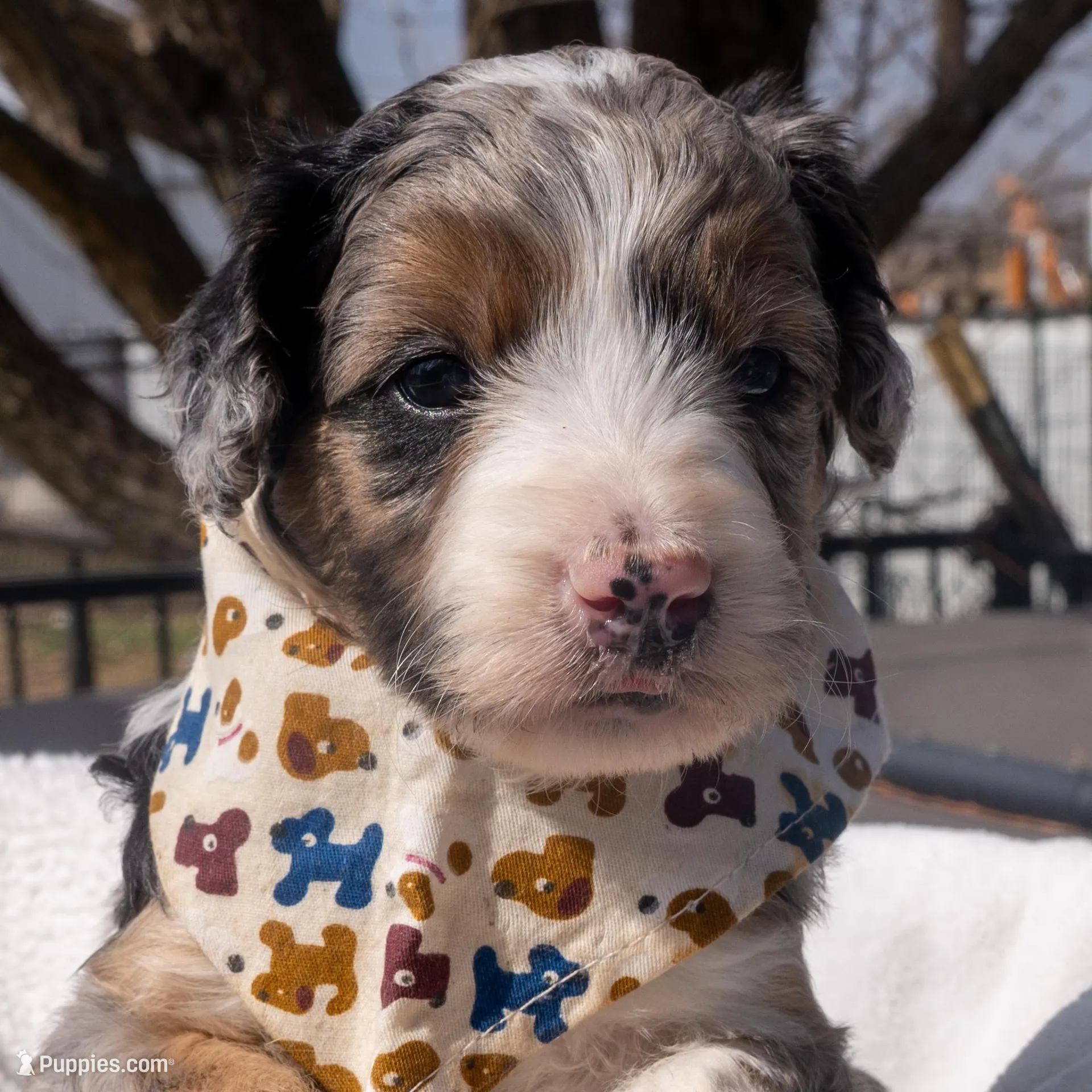 Banjo, a male Aussiedoodle and Miniature Aussiedoodle for sale in Crowley, TX – Photo 1 of 2