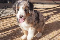 Banjo, a male Aussiedoodle and Miniature Aussiedoodle for sale in Crowley, TX – Photo 7 of 9