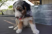 Banjo, a male Aussiedoodle and Miniature Aussiedoodle for sale in Crowley, TX – Photo 2 of 9