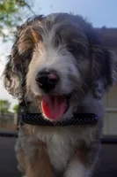 Banjo, a male Aussiedoodle and Miniature Aussiedoodle for sale in Crowley, TX – Photo 4 of 9