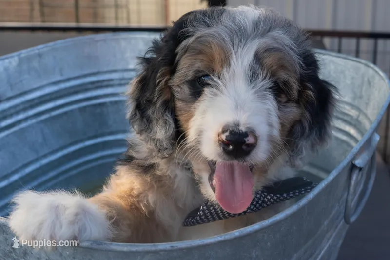 Banjo – Aussiedoodle, Miniature Aussiedoodle puppy for sale in Crowley, TX