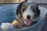 Banjo, a male Aussiedoodle and Miniature Aussiedoodle for sale in Crowley, TX – Photo 1 of 9