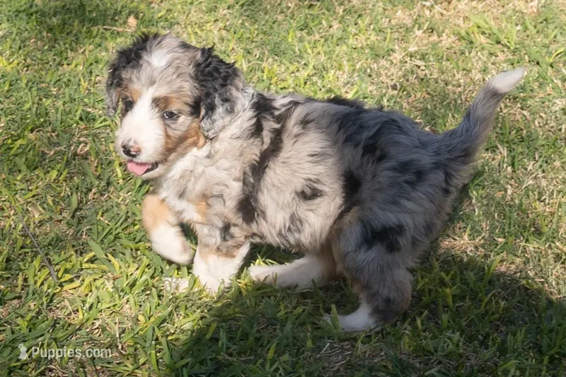 Banjo – Aussiedoodle, Miniature Aussiedoodle puppy for sale in Crowley, TX
