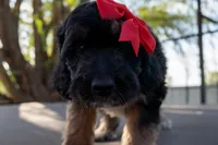 Memphis, a female Miniature Aussiedoodle for sale in Crowley, TX – 3 of 4