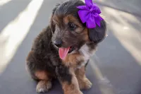 Jolene, a female Miniature Aussiedoodle for sale in Crowley, TX – 3 of 4