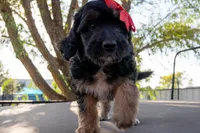 Memphis, a female Miniature Aussiedoodle for sale in Crowley, TX – 4 of 4
