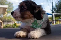 Jagger, a male Miniature Aussiedoodle for sale in Crowley, TX – 4 of 4