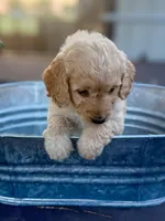 Giselle, a female Miniature Goldendoodle for sale in Crowley, TX – Photo 3 of 6