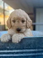 Giselle, a female Miniature Goldendoodle for sale in Crowley, TX – Photo 1 of 6