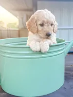 Giselle, a female Miniature Goldendoodle for sale in Crowley, TX – Photo 5 of 6