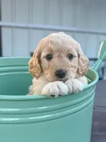 Giselle, a female Miniature Goldendoodle for sale in Crowley, TX – Photo 2 of 6