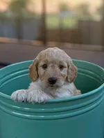 Giselle, a female Miniature Goldendoodle for sale in Crowley, TX – Photo 4 of 6