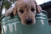 Gracie, a female Miniature Goldendoodle for sale in Crowley, TX – Photo 3 of 5