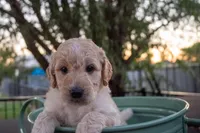 Gracie, a female Miniature Goldendoodle for sale in Crowley, TX – Photo 1 of 5