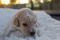 Gracie, a female Miniature Goldendoodle for sale in Crowley, TX – Photo 5 of 5