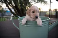Gracie, a female Miniature Goldendoodle for sale in Crowley, TX – Photo 4 of 5