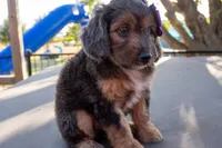 Janie, a female Miniature Aussiedoodle for sale in Crowley, TX – 4 of 4