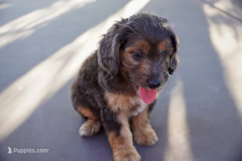 Jericho – Miniature Aussiedoodle puppy for sale in Crowley, TX