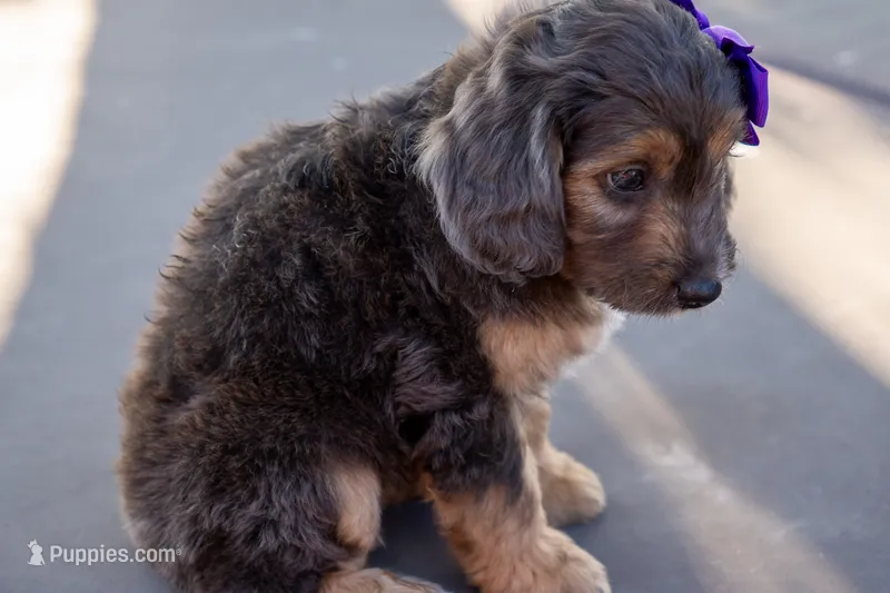Jolene – Miniature Aussiedoodle puppy for sale in Crowley, TX