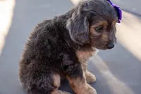 Jolene, a female Miniature Aussiedoodle for sale in Crowley, TX – 1 of 4