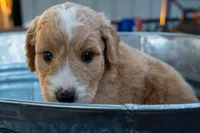 Naomi, a female Miniature Goldendoodle for sale in Crowley, TX – Photo 2 of 7