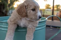 Naomi, a female Miniature Goldendoodle for sale in Crowley, TX – Photo 7 of 7