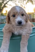 Naomi, a female Miniature Goldendoodle for sale in Crowley, TX – Photo 3 of 7