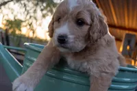 Naomi, a female Miniature Goldendoodle for sale in Crowley, TX – Photo 5 of 7