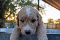 Naomi, a female Miniature Goldendoodle for sale in Crowley, TX – Photo 1 of 7