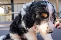 Murphy, a male Miniature Aussiedoodle for sale in Crowley, TX – 3 of 3