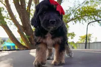 Memphis, a female Miniature Aussiedoodle for sale in Crowley, TX – 2 of 4