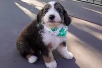 Jagger, a male Miniature Aussiedoodle for sale in Crowley, TX – 2 of 4