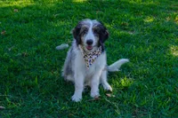 Roger, a male Aussiedoodle and Miniature Aussiedoodle for sale in Crowley, TX – 3 of 8
