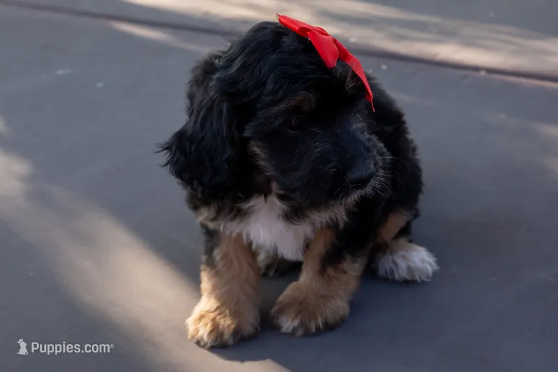 Memphis – Miniature Aussiedoodle puppy for sale in Crowley, TX