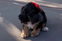 Memphis, a female Miniature Aussiedoodle for sale in Crowley, TX – 1 of 4