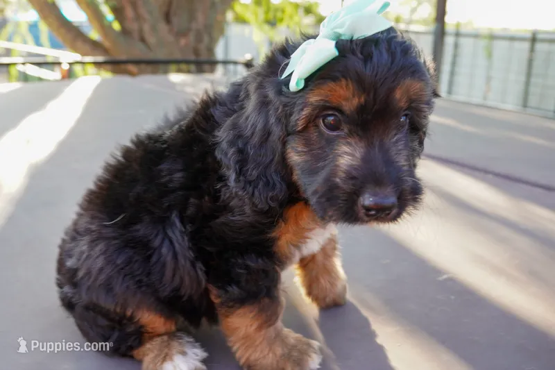 Maya – Miniature Aussiedoodle puppy for sale in Crowley, TX