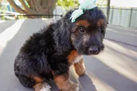 Maya, a female Miniature Aussiedoodle for sale in Crowley, TX – 1 of 3