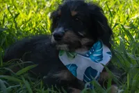 Kojack, a male Aussiedoodle and Miniature Aussiedoodle for sale in Crowley, TX – 4 of 9