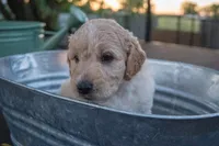 Felix, a male Miniature Goldendoodle for sale in Crowley, TX – Photo 4 of 4