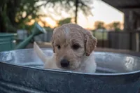 Felix, a male Miniature Goldendoodle for sale in Crowley, TX – Photo 1 of 4