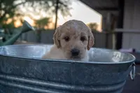 Felix, a male Miniature Goldendoodle for sale in Crowley, TX – Photo 2 of 4