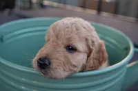 Felix, a male Miniature Goldendoodle for sale in Crowley, TX – Photo 3 of 4