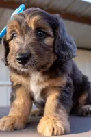 Janie, a female Miniature Aussiedoodle for sale in Crowley, TX – 3 of 4