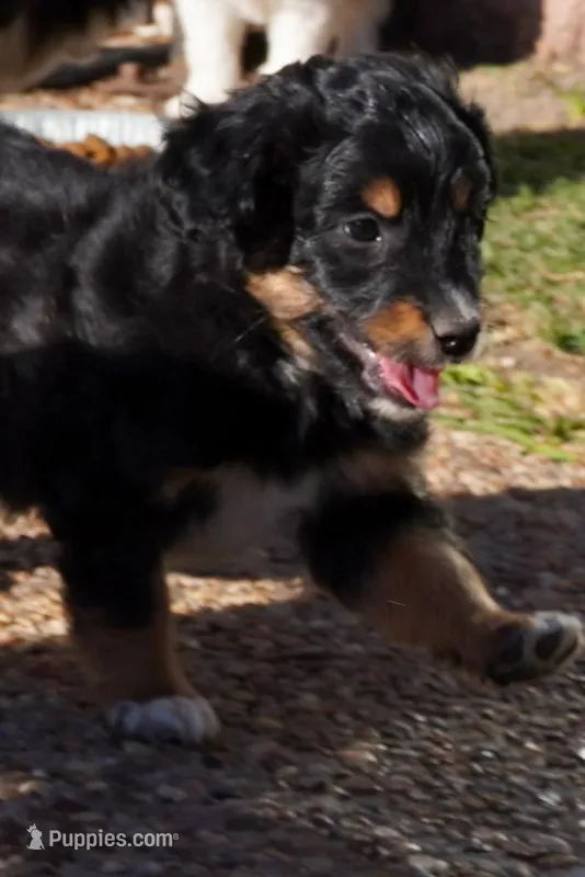 Kojack – Aussiedoodle, Miniature Aussiedoodle puppy for sale in Crowley, TX